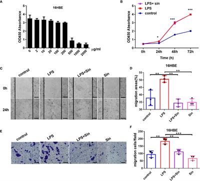 Sinomenine Relieves Airway Remodeling By Inhibiting Epithelial-Mesenchymal Transition Through Downregulating TGF-β1 and Smad3 Expression In Vitro and In Vivo